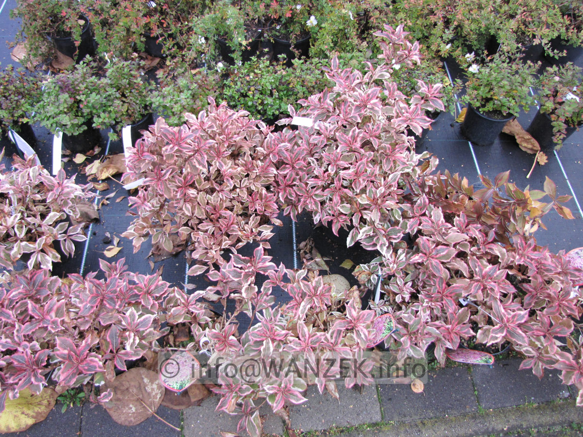 Weigela florida Monet - Herbst.JPG